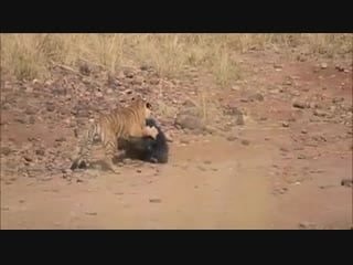 Tiger vs sloth bear