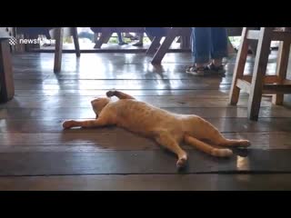 Lazy cat sleeps on busy thai restaurant floor refusing to move for waitresses (1)