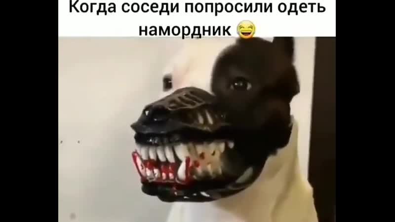 Когда соседи попросили одеть намордник