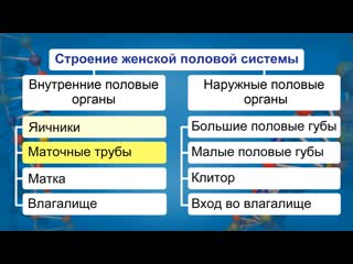 Строение половой системы человека видеоурок по биологии 8 класс