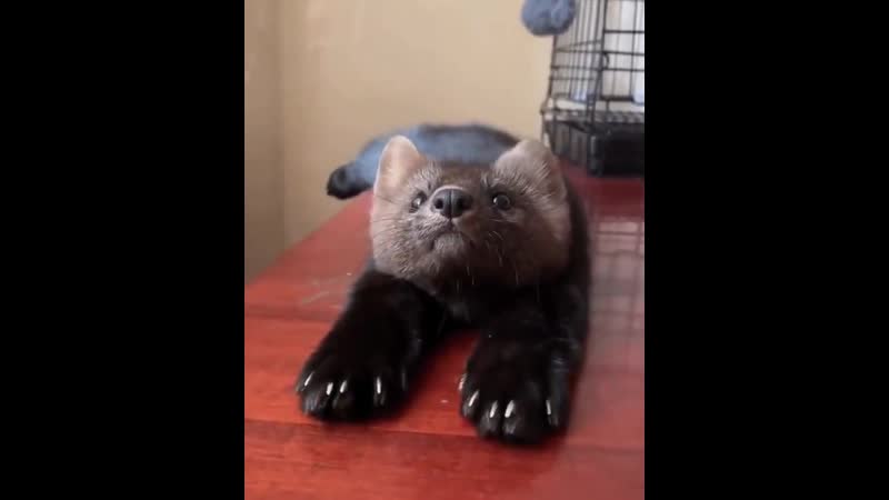 Вот главная причина чтоб отказаться носить шапки и шубы из натурального меха