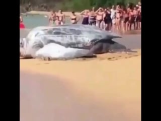 Leatherback turtles can grow to be the size of your damn sofa, here is one headed home