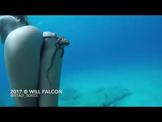 14 underwater adventures with models dolphins and octopus