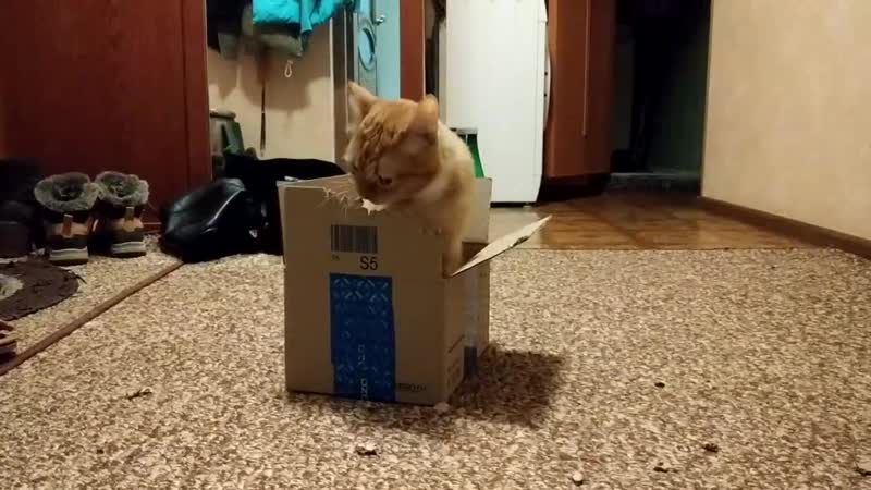 Изверги не кормят кота