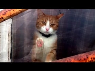 2ch webm грустный кисик