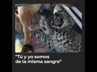 Una perra acoge una cría de leopardo en su familia