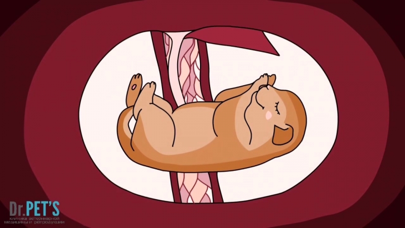 Искусственное осеменение молодые