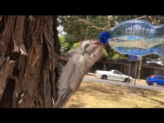 Thirsty possum having a drink in melbournes heatwave
