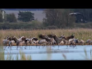 Wilde ostsee von dänemark bis lettland