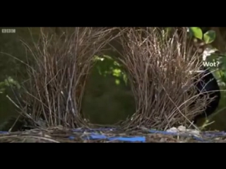 #webm #webm tread #birds #drama