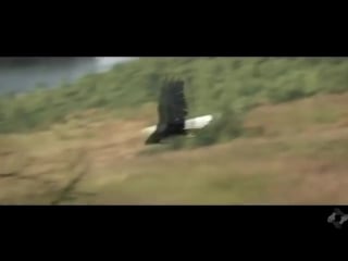 From the eyes of an eagle an assassins creed music video