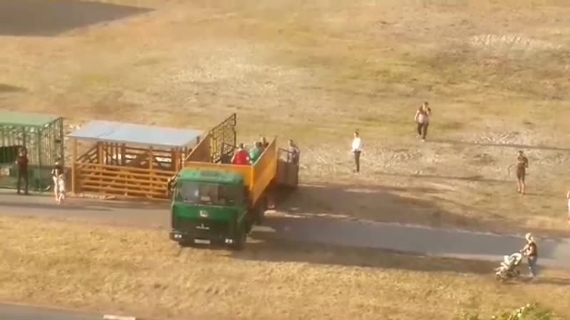 Бычек вырвался на свободу