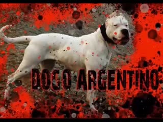 Аргентинский дог dogo argentino