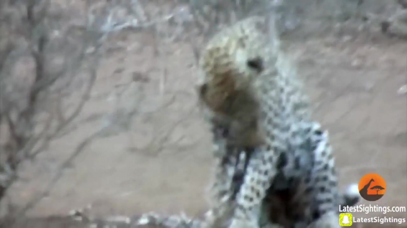 Леопард vs дикобраз (vhs video)