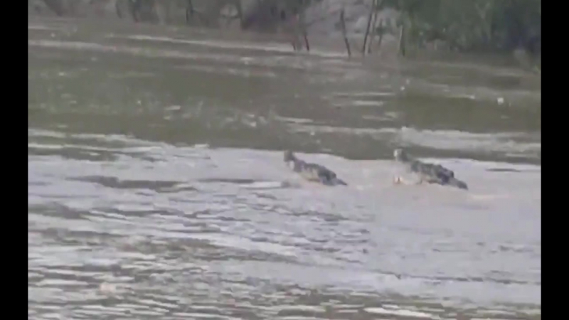 Гребнистые крокодилы самцы дерутся за тушу буйвола (male saltwater crocodiles fight over buffalo)