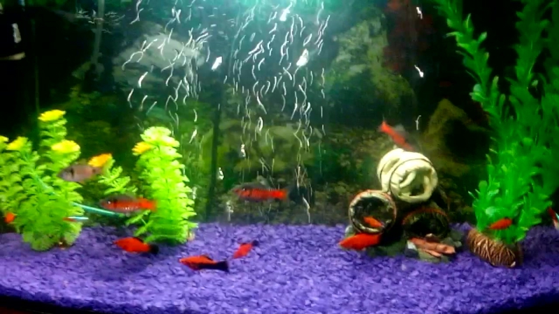 Алые барбусы и берлинские меченосцы