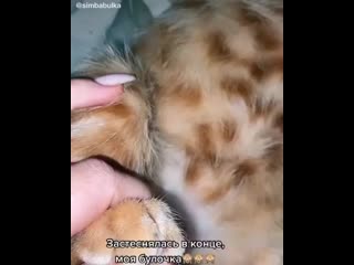 Nicecats on 20201225 8 mp4