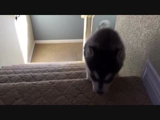 Husky puppy tumbles down stairs