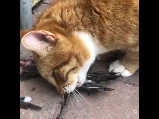My cat consuming a bird (nsfw)