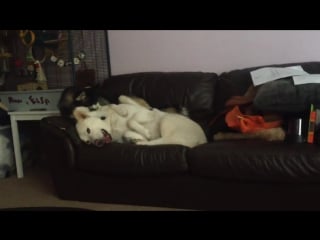 Funny huskies playing
