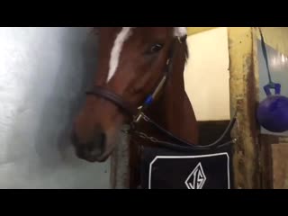 Got to meet dual grade 1 winner maximum security at the jason servis barn this morning he