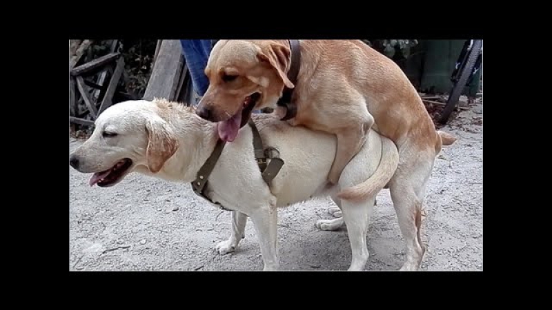 Первая вязка лабрадоров funny first mating dogs कुत्ता संभोग। الكلاب التزاوج مضحك