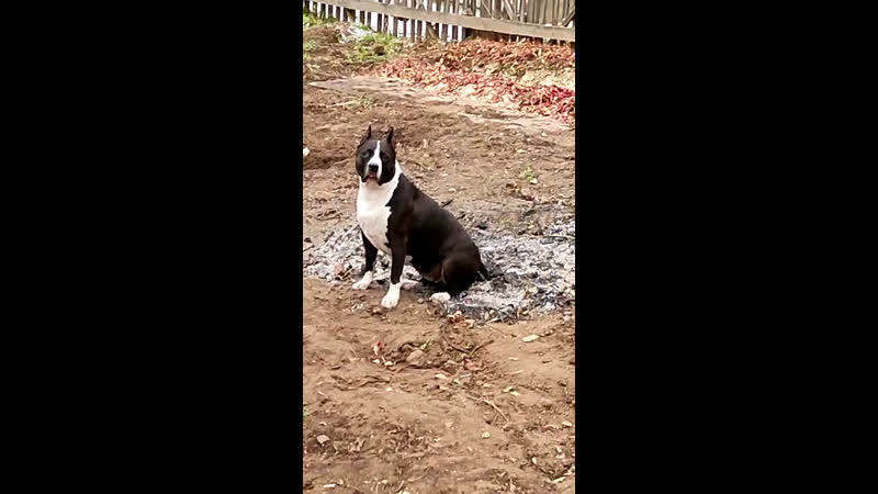 Yanika yan ( боня ) 09 01 2017г г братск