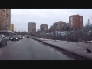 Мужчина переносит щенка на руках через дорогу регион 52