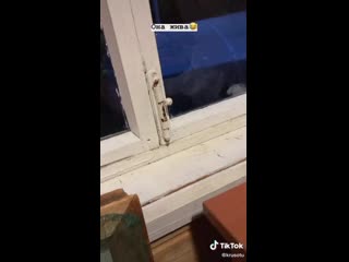 Тики токи головного мозга👀