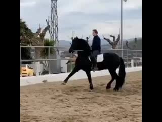 Friesian royal 20200123 075822 0 mp4