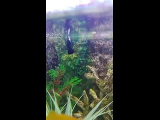 Vid 20200717 072324 mp4