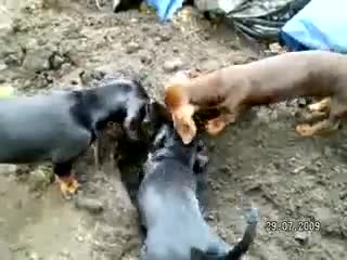 Наши таксы на даче 3