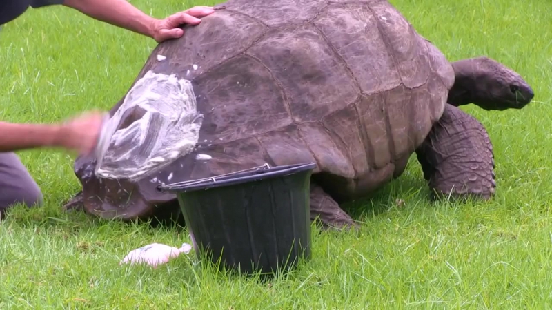 Старейшая в мире гигантская черепаха приняла ванну в первый раз за 184 года