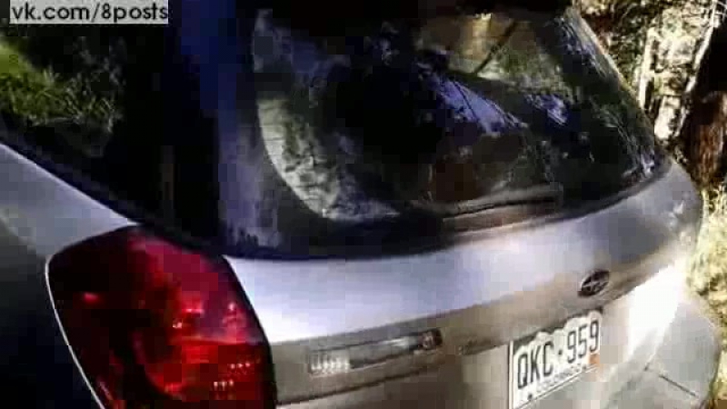 Медведь залез в машину и запер себя в ней / deputies free bear stuck in car