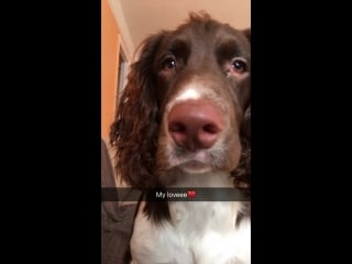 Springer spaniel