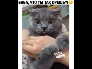 Ты че так орешь?!