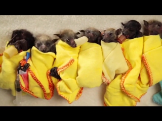 Baby bat burritos