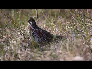 Hazel grouse / рябчик / tetrastes bonasia)