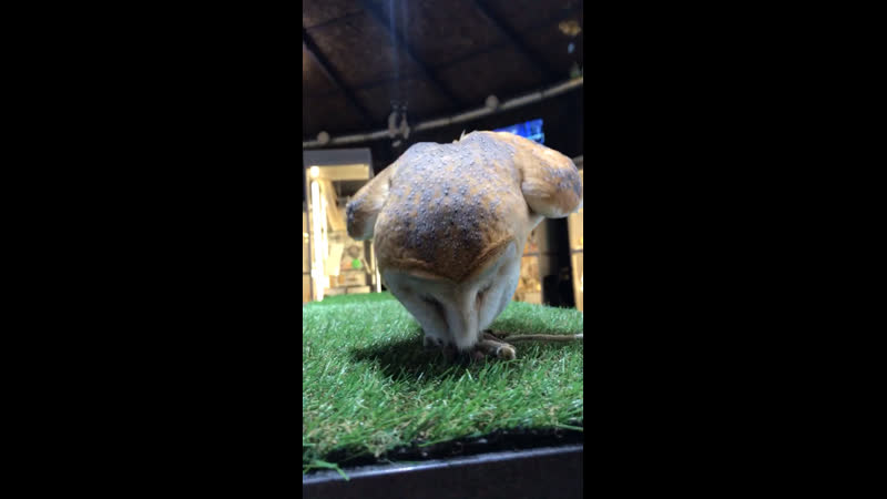 Сипуха лера