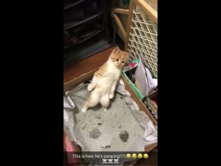 So my roommate rescued this kitten and this is how hes pooping viralhog