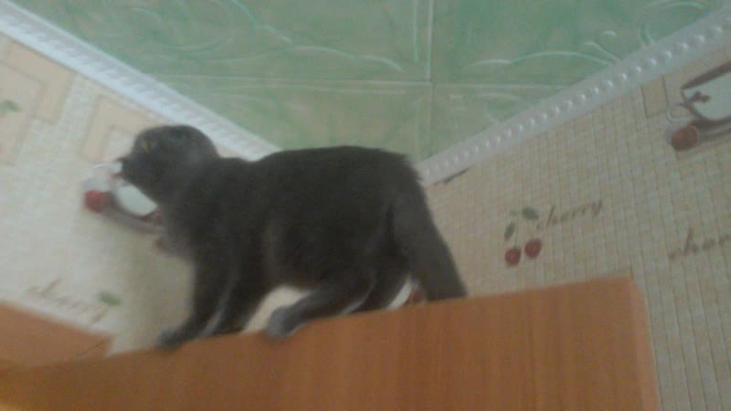 Любит высоту