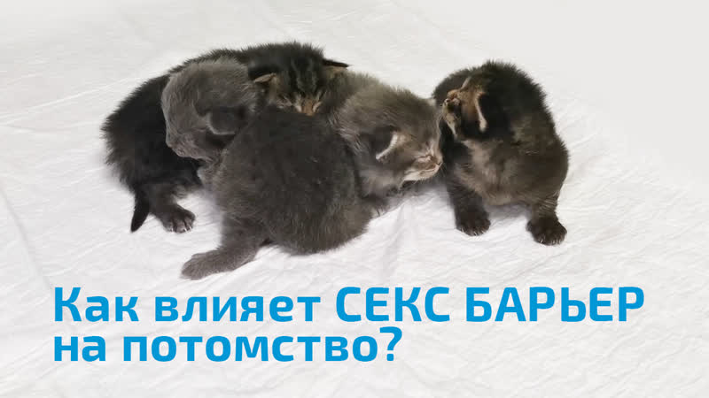 Как влияет секс барьер на репродуктивную функцию кошек?