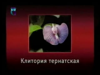 Цветы передача 15 экзотические однолетники часть 2