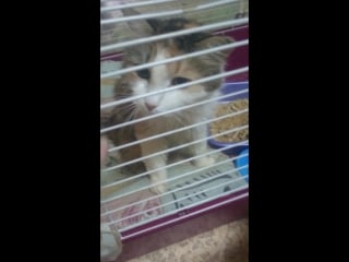 Кошечка леля с онкологией