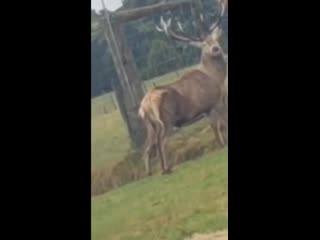 Сбой матрицы (vhs video)