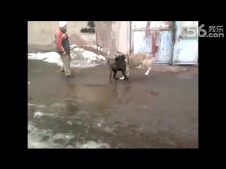 Kangal vs pittbull new