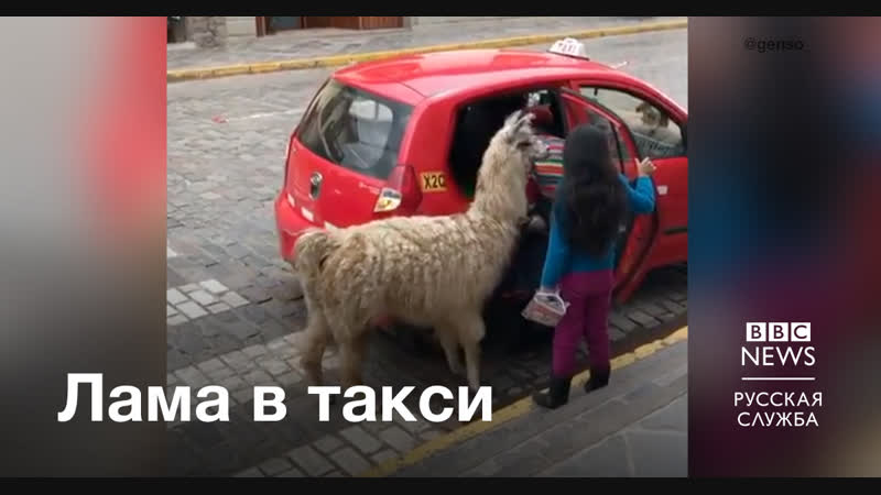 Лама садится в такси