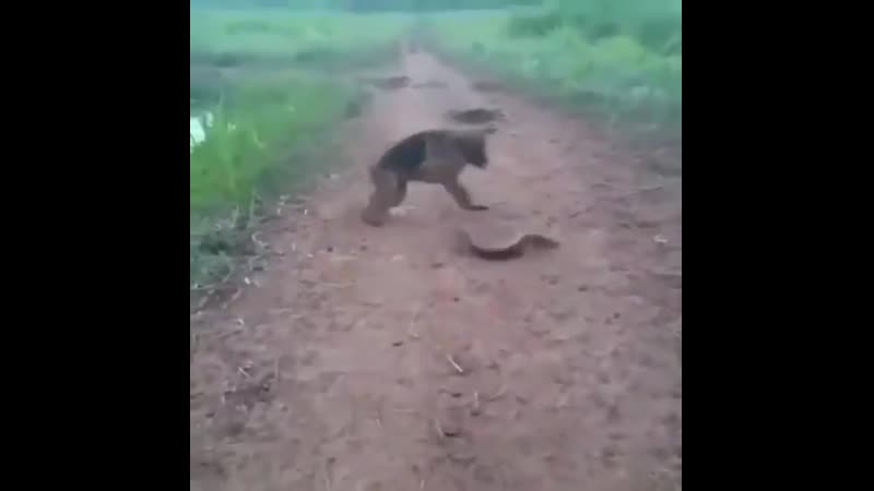 Электрический угорь