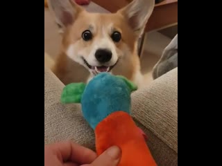 Woof mp4