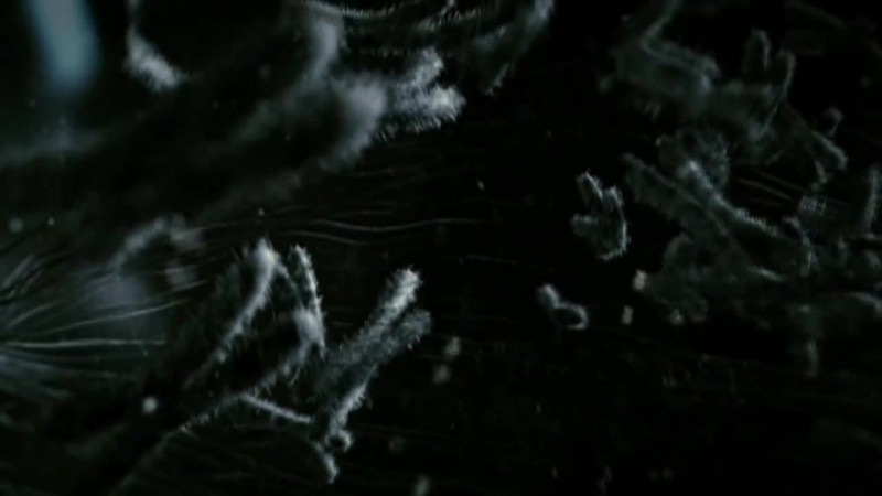 Видеогид 2 неделя генетическое тестирование